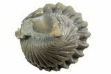 Wide Enrolled Flexicalymene Trilobite - Mt Orab, Ohio #329741-2